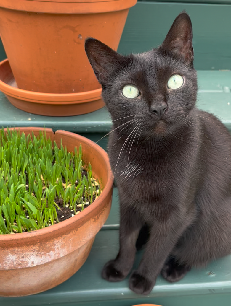 Happy sales cat shop