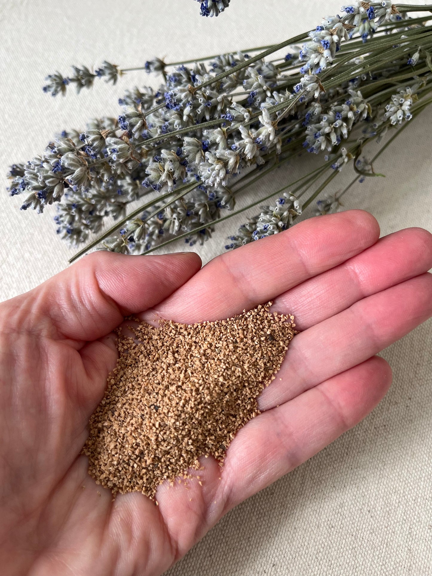 A hand holds crushed walnut shell. It is coarser than sand and a golden colour. Dried lavender stems lay in the background.