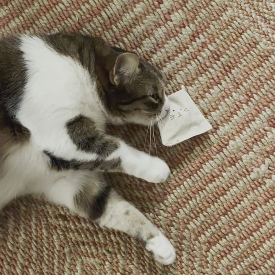 JuneBug is a brown striped tabby. She writhes on the floor, rubbing her cheek onto the all natural cat toy.