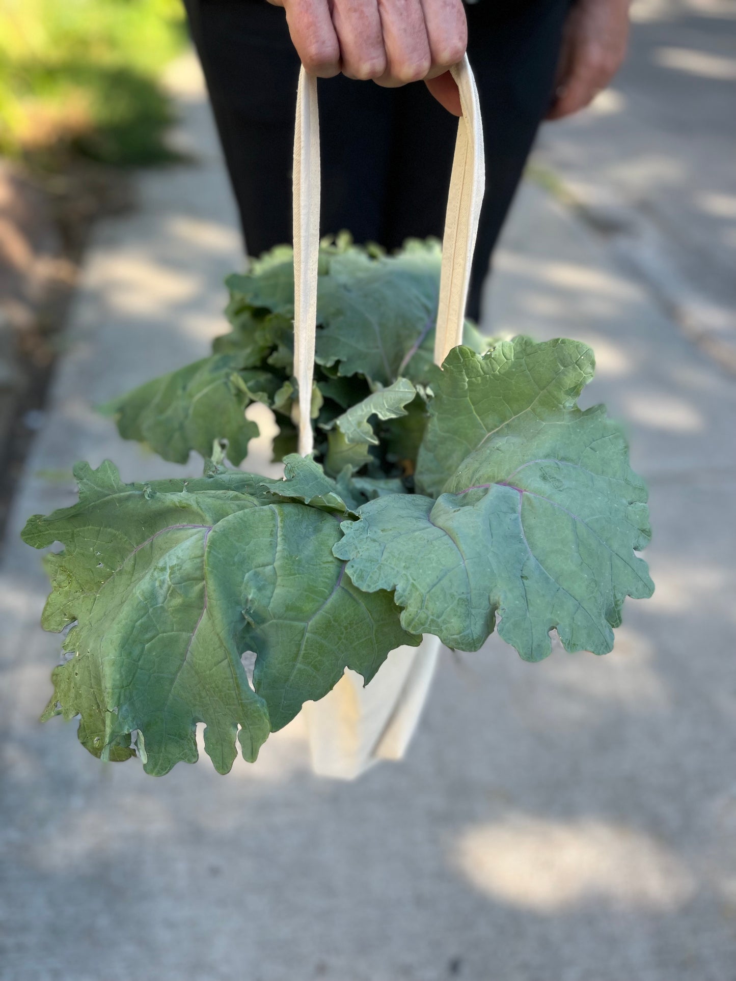 A woman holds a one-handled cotton canvas tote. Lacinato kale sticks out the top.